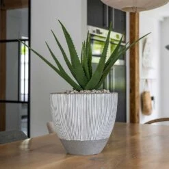 Jesslyn Plant Pot - Ridged White Stripe -Plant Supplies Sale Ridged Jesslyn Plant Pot White Stripe Aloe Vera Indoor Plant