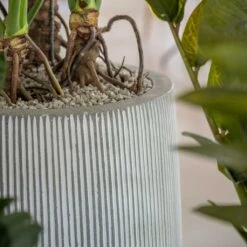 Tall Harith Plant Pot - Ridged White Stripe -Plant Supplies Sale Ridged Tall Harith Plant Pot White Stripe Lifestyle 2