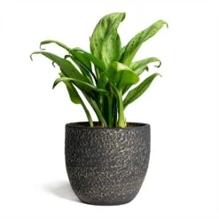 Aglaonema Christina - Chinese Evergreen -Plant Supplies Sale Rinca Plant Pot Shiny Black 17x15cm Aglaonema Christina Chinese Evergreen 14x35cm 869775fc f93f 411c aabe 52b2bf2172ef