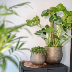 Ryan Plant Pot - Shiny Gold -Plant Supplies Sale Ryan Plant Pot Shiny Gold Lifestyle 01