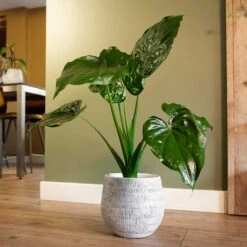 Ryan Plant Pot - White Black -Plant Supplies Sale Ryan Plant Pot White Black Alocasia Houseplant