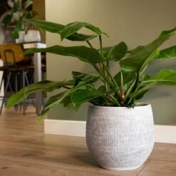 Ryan Plant Pot - White Black -Plant Supplies Sale Ryan Plant Pot White Philodendron Houseplant