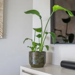 Sanna Plant Pot - Moss Green -Plant Supplies Sale Sanna Moss Green 6