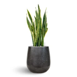 Terrazzo Balloon Planter - Black -Plant Supplies Sale Sanseveria Terrazo Balloon Black
