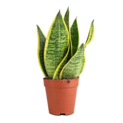 Sansevieria Trifasciata Futura Superba -Plant Supplies Sale Sanseviera trifasciata Futura Superba 9x30cm