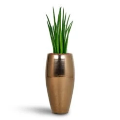 Sansevieria Cylindrica Spikes - HydroCare -Plant Supplies Sale Sansevieria Cylindrica Spikes Hydroculture Amora Duo Planter Gold