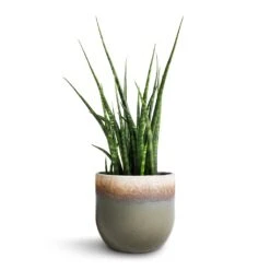 Sansevieria Fernwood Mikado - Snake Plant -Plant Supplies Sale Sansevieria Fernwood Mikado Snake Plant 12x40cm Tarra Plant Pot Forest 15x13cm