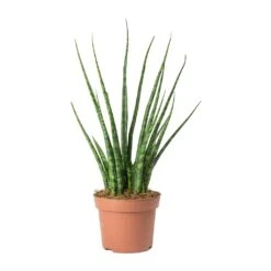 Sansevieria Fernwood Mikado - Snake Plant -Plant Supplies Sale Sansevieria Fernwood Mikado Snake Plant