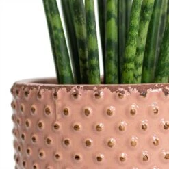 Sansevieria Fernwood Mikado - Snake Plant -Plant Supplies Sale Sansevieria Fernwood Mikado Snake Plant Bolino Plant Pot Pale Rose Close Up 5c06459b ff1f 4714 aa38 091207914c4b