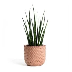 Sansevieria Fernwood Mikado - Snake Plant -Plant Supplies Sale Sansevieria Fernwood Mikado Snake Plant Bolino Plant Pot Pale Rose 5b19f086 d7b8 4ca5 ad1c 1264cbd55637