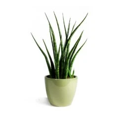 Sansevieria Fernwood Mikado - Snake Plant -Plant Supplies Sale Sansevieria Fernwood Mikado Snake Plant Sven Plant Pot Mint final 7f04ef57 71cc 48af b69d a65acf90e70d