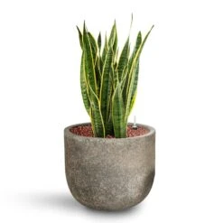 Cody Cement & Stone Plant Pot - Granite Grey -Plant Supplies Sale Sansevieria Laurentii HydroCare Cement Stone Cody Plant Pot Granite Grey 14982688 977c 4e08 8189 2a97acf197dc