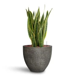 Jesslyn Cement & Stone Plant Pot - Granite Grey -Plant Supplies Sale Sansevieria Laurentii HydroCare Cement Stone Jesslyn Plant Pot Granite Grey 358d76de 388c 4949 a50d 01281f58f44d