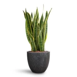 Raindrop Egg Planter - Anthracite -Plant Supplies Sale Sansevieria Laurentii HydroCare Raindrop Couple Planter Anthracite