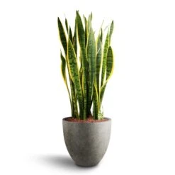 Grigio Egg Pot Planter - Natural Concrete -Plant Supplies Sale Sansevieria Laurentii Hydroculture 28 19 x 80cm Grigio Egg Pot Planter Natural Concrete 40 x 36cm be7a00f2 90b9 4e7e 9a81 7e6703061d35