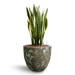 Lava Couple Relic Planter - Jade -Plant Supplies Sale Sansevieria Laurentii Hydroculture 28 19 x 80cm Lava Couple Relic Planter Jade 36 x 34cm b022d4b9 3bfb 4878 9893 0c8dc29ca540