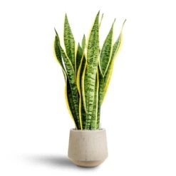 Raindrop Tube Round Planter - Stone -Plant Supplies Sale Sansevieria Laurentii Hydroculture 28 19 x 80cm Raindrop Tube Round Planter Stone 30 x 26cm 65935127 bc41 411a 9160 96fcb67b305e