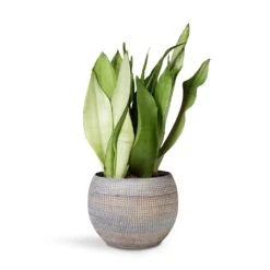 Dex Plant Pot - Earth -Plant Supplies Sale Sansevieria Trifaciata Moonshine Snake 12x35cm Dex Plant Pot Earth 17x13cm 86748467 1c29 4aa3 9c84 36e8e8940e2a