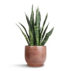 Lykke Plant Pot - Chestnut Blush -Plant Supplies Sale Sansevieria Trifasciata Black Coral Snake Plant 14x50cm Lykke Plant Pot Chestnut Blush 18x16cm 7b48cd1e 6cbf 4c29 9e27 e359b288a10e