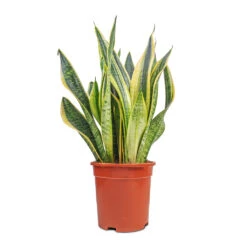 Sansevieria Trifasciata Futura Superba -Plant Supplies Sale Sansevieria Trifasciata Futura Superba 17x60cm