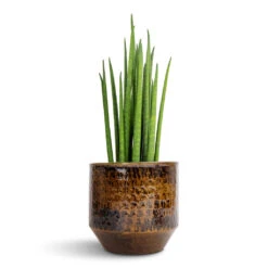 Sanna Plant Pot - Savanna -Plant Supplies Sale Sansevieria bacularis Mikado Snake Plant 12x40cm Sanna Plant Pot Savanna 15x13cm 9295d6bf ab6d 4832 b7f2 77be8424131c