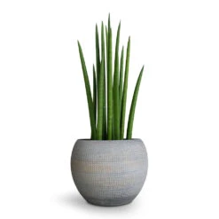 Dex Plant Pot - Earth -Plant Supplies Sale Sansevieria cylindrica Spikes Cylindrical Snake Plant 12x40cm Dex Plant Pot Earth 17x13cm 96c42732 1848 4327 b9b1 68f41f01bb19