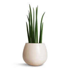 Nova Plant Pot - Cream -Plant Supplies Sale Sansevieria cylindrica Spikes Cylindrical Snake Plant 15x50cm Nova Plant Pot Cream 23x18cm