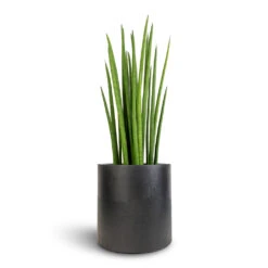 Puk Natural Planter - Matt Black 9 Puk Natural Planter - Matt Black -Plant Supplies Sale Sansevieria cylindrica Spikes Cylindrical Snake Plant 19x70cm Puk Natural Planter Matt Black 25x25cm