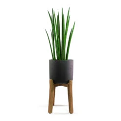 Charlie Plant Pot - Tall Stand - Black Washed 12 Charlie Plant Pot - Tall Stand - Black Washed -Plant Supplies Sale Sansevieria cylindrica Spikes Cylindrical Snake Plant Charlie Plant Pot Tall Stand Black Washed