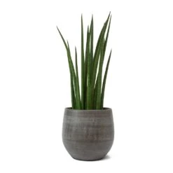 Esra Plant Pot - Mystic Grey -Plant Supplies Sale Sansevieria cylindrica Spikes Cylindrical Snake Plant Esra Plant Pot Mystic Grey b3a997ac 50a5 4f4b 8a73 6d335617d86a