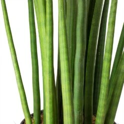 Sansevieria Cylindrica Spikes - HydroCare -Plant Supplies Sale Sansevieria cylindrica Spikes Cylindrical Snake Plant Stems 9111f7d6 50a3 4562 abd4 937b98b38a1a