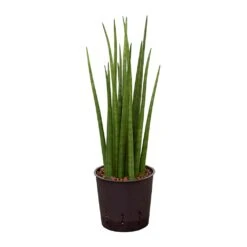 Sansevieria Cylindrica Spikes - HydroCare -Plant Supplies Sale Sansevieria cylindrica Spikes Hydroculture 13 12x30cm
