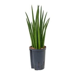 Sansevieria Cylindrica Spikes - HydroCare -Plant Supplies Sale Sansevieria cylindrica Spikes Hydroculture 15 19x50cm