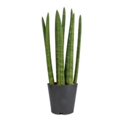 Sansevieria Cylindrica Straight - Cylindrical Snake Plant -Plant Supplies Sale Sansevieria cylindrica Straight Cylindrical Snake Plant 12x40cm