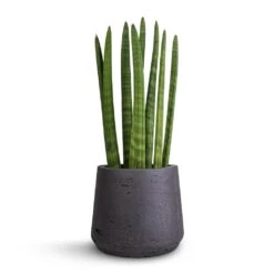 Sansevieria Cylindrica Straight - Cylindrical Snake Plant -Plant Supplies Sale Sansevieria cylindrica Straight Cylindrical Snake Plant 12x40cm Patt Plant Pot Black Washed 17x14cm