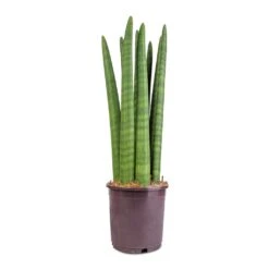 Sansevieria Cylindrica Straight - Cylindrical Snake Plant -Plant Supplies Sale Sansevieria cylindrica Straight Cylindrical Snake Plant 15x50cm