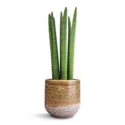 Sansevieria Cylindrica Straight - Cylindrical Snake Plant -Plant Supplies Sale Sansevieria cylindrica Straight Cylindrical Snake Plant 15x50cm Issa Plant Pot Ochre 18x17cm