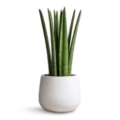 Sansevieria Cylindrica Straight - Cylindrical Snake Plant -Plant Supplies Sale Sansevieria cylindrica Straight Cylindrical Snake Plant 17x60cm Kevan Essentials Plant Pot Matt White 25x22cm