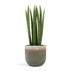 Tarra Plant Pot - Forest -Plant Supplies Sale Sansevieria cylindrica Straight Cylindrical Snake Plant 17x60cm Tarra Plant Pot Forest 23x20cm
