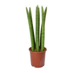 Sansevieria Cylindrica Straight - Cylindrical Snake Plant -Plant Supplies Sale Sansevieria cylindrica Straight Cylindrical Snake Plant 45cm