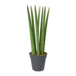 Sansevieria Cylindrica Straight - Cylindrical Snake Plant -Plant Supplies Sale Sansevieria cylindrica Straight Cylindrical Snake Plant 60cm