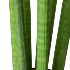 Plant Supplies Sale -Plant Supplies Sale Sansevieria cylindrica Straight Cylindrical Snake Plant Stems fe23814a f038 468f 92cc 95e4411d36e3