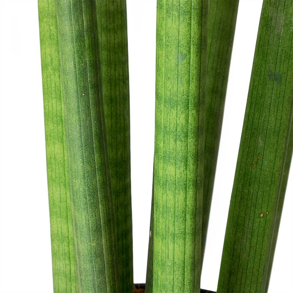 Sansevieria Cylindrica Straight - HydroCare 2 Sansevieria Cylindrica Straight - HydroCare - Image 2
