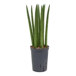 Sansevieria Cylindrica Straight - HydroCare 8 Sansevieria Cylindrica Straight - HydroCare -Plant Supplies Sale Sansevieria cylindrica Straight Hydroculture Indoor Plant Small