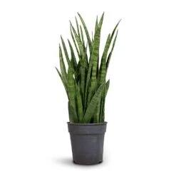 Sansevieria Kirkii - Star Sansevieria -Plant Supplies Sale Sansevieria kirki Star Sansevieria