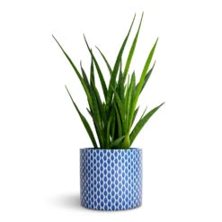 Lazzaro Plant Pot - Navy Garland -Plant Supplies Sale Sansevieria kirkii Star Sansevieria 12x40cm Lazzaro Plant Pot Navy Garland 15x13cm