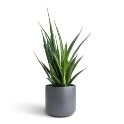 Sansevieria Kirkii - Star Sansevieria -Plant Supplies Sale Sansevieria kirkii Star Sansevieria 12x40cm Lisbon Plant Pot Charcoal 13x13cm