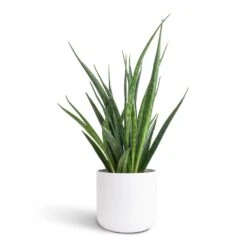 Sansevieria Kirkii - Star Sansevieria -Plant Supplies Sale Sansevieria kirkii Star Sansevieria 12x40cm Lisbon Plant Pot White 13x13cm