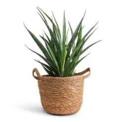 Sansevieria Kirkii - Star Sansevieria -Plant Supplies Sale Sansevieria kirkii Star Sansevieria 12x40cm Nelis Plant Basket Natural 16x16cm