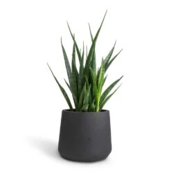 Sansevieria Kirkii - Star Sansevieria -Plant Supplies Sale Sansevieria kirkii Star Sansevieria 12x40cm Patt Plant Pot Black Washed 17x14cm